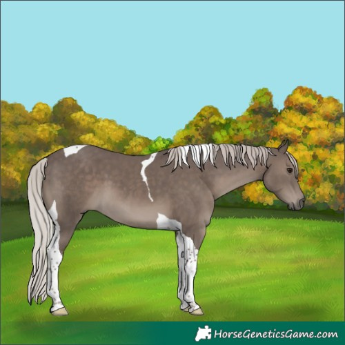 Horse Color:Silver Black Tobiano 