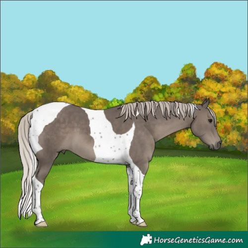 Horse Color:Silver Black Tobiano 