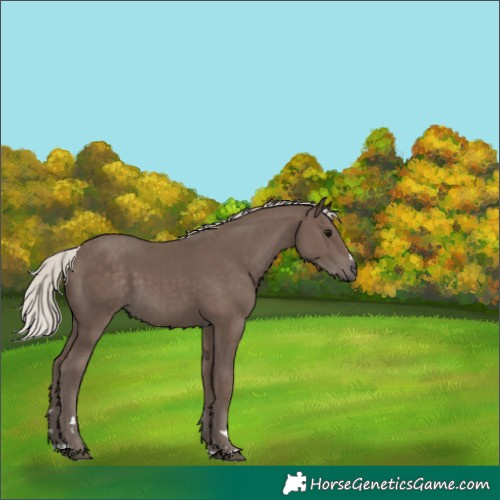 Horse Color:Silver Black 