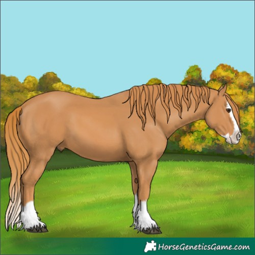 Horse Color:Chestnut Splash