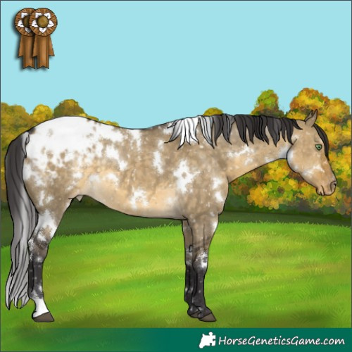Horse Color:White Spotted Buckskin Dun Appaloosa 