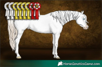 Horse Color:Perlino Sabino Snowflake Varnish  Brindle