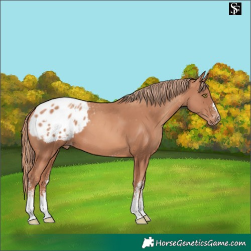 Horse Color:White Spotted Gold Champagne Appaloosa 