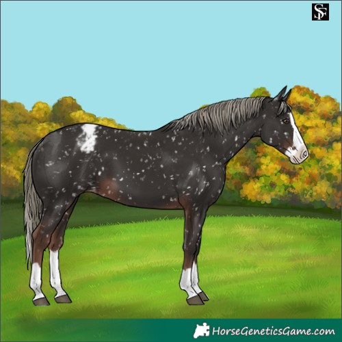 Horse Color:Liver Chestnut Mushroom Splash Appaloosa