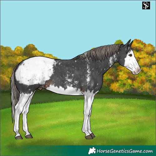 Horse Color:Liver Chestnut Mushroom Sabino Splash Appaloosa 