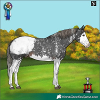 Horse Color:Liver Chestnut Mushroom Sabino Splash Snowcap 