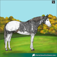 Horse Color:Liver Chestnut Mushroom Sabino Splash Appaloosa