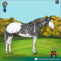 Horse Color:Liver Chestnut Mushroom Sabino Splash Snowcap