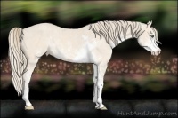 Horse Color:Perlino Sabino  Brindle
