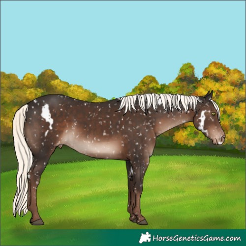 Horse Color:White Spotted Liver Chestnut Mushroom Snowflake Varnish Rabicano 