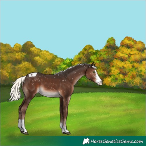 Horse Color:Liver Chestnut Mushroom Sabino Tobiano Appaloosa Rabicano 