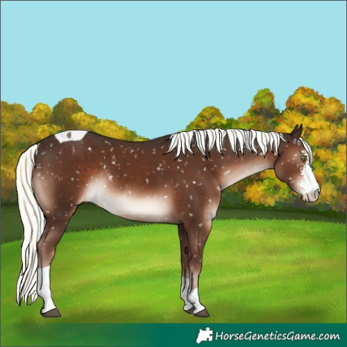 Horse Color:Liver Chestnut Mushroom Sabino Tobiano Snowflake VarnishRabicano 