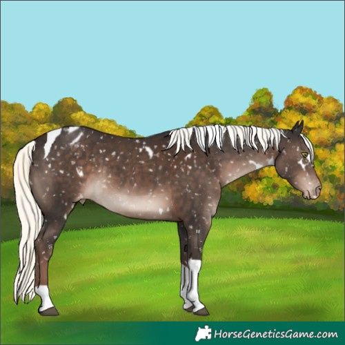 Horse Color:White Spotted Liver Chestnut Mushroom Tobiano Snowflake Varnish Rabicano 