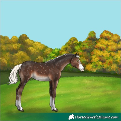 Horse Color:Liver Chestnut Mushroom Sabino Tobiano Appaloosa Rabicano 