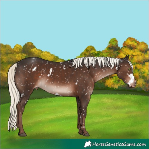 Horse Color:White Spotted Liver Chestnut Mushroom Sabino Snowflake Varnish Rabicano 