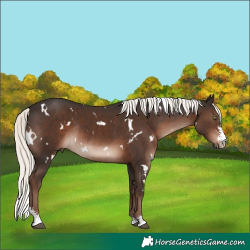 Horse Color:White Spotted Liver Chestnut Mushroom Sabino Rabicano 