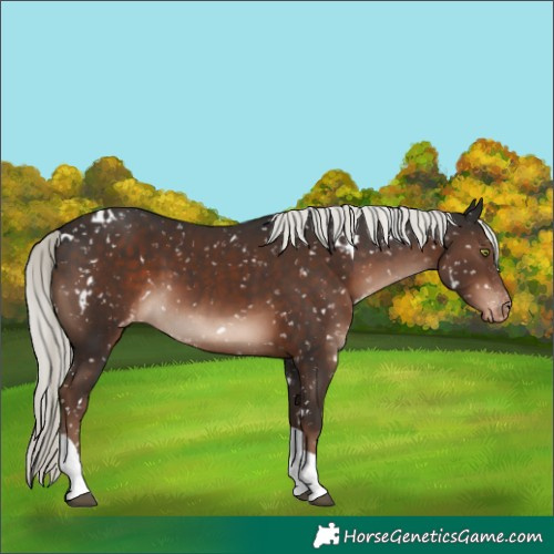 Horse Color:White Spotted Liver Chestnut Mushroom Tobiano Snowflake Varnish Rabicano 