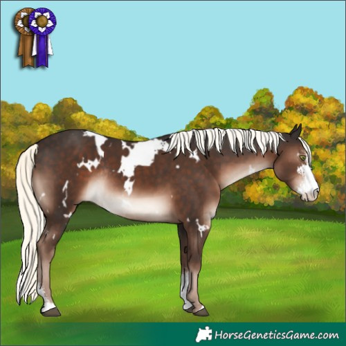 Horse Color:White Spotted Liver Chestnut Mushroom Sabino Rabicano 