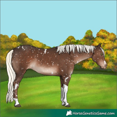 Horse Color:White Spotted Liver Chestnut Mushroom Tobiano Snowflake Varnish Rabicano 