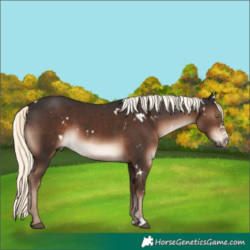 Horse Color:White Spotted Liver Chestnut Mushroom Sabino Rabicano 