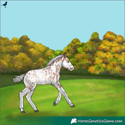 Horse Color:Silver Bay Ice Onyx Tobiano Appaloosa