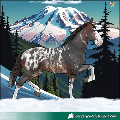 Horse Color:Bay Sabino Splash Appaloosa and Bay Sabino Splash Appaloosa
