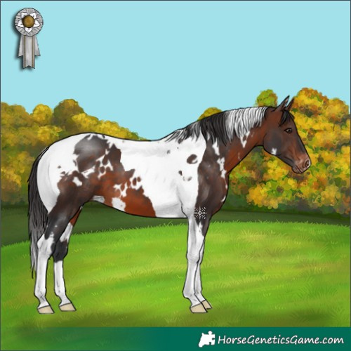 Horse Color:White Spotted Brown Tobiano Appaloosa 
