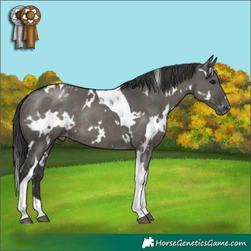 Horse Color:White Spotted Grullo Tobiano Appaloosa Rabicano 