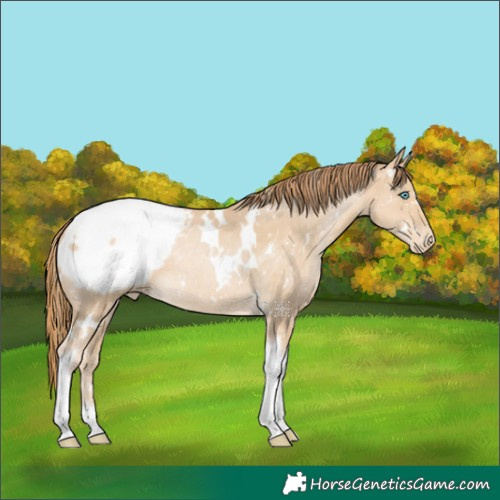 Horse Color:White Spotted Buckskin Pearl Tobiano Appaloosa Rabicano 