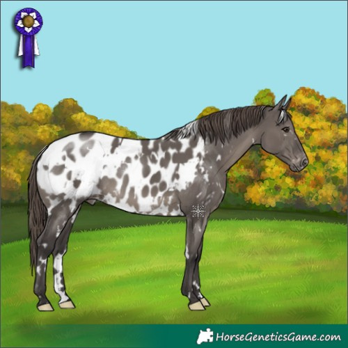 Horse Color:White Spotted Smoky Grullo Appaloosa 