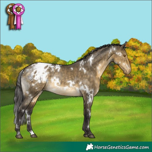 Horse Color:White Spotted Buckskin Dun Appaloosa 