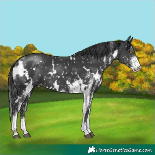 Horse Color:White Spotted Black Appaloosa 