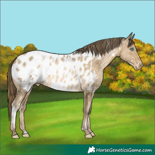 Horse Color:White Spotted Buckskin Pearl Appaloosa 