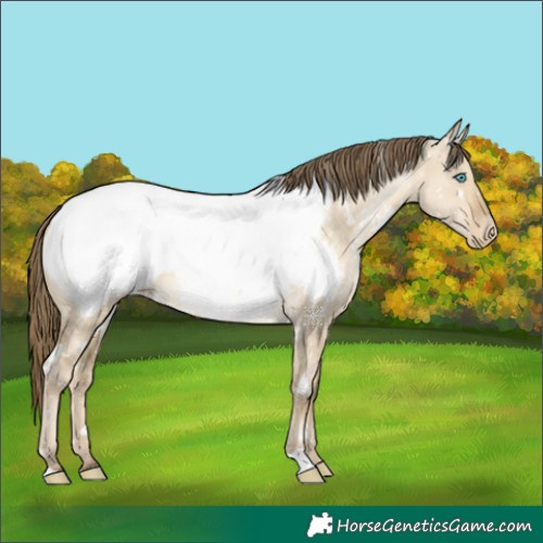 Horse Color:White Spotted Buckskin Pearl Dun Appaloosa 