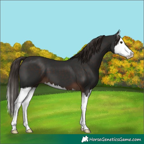 Horse Color:Liver Chestnut Splash 