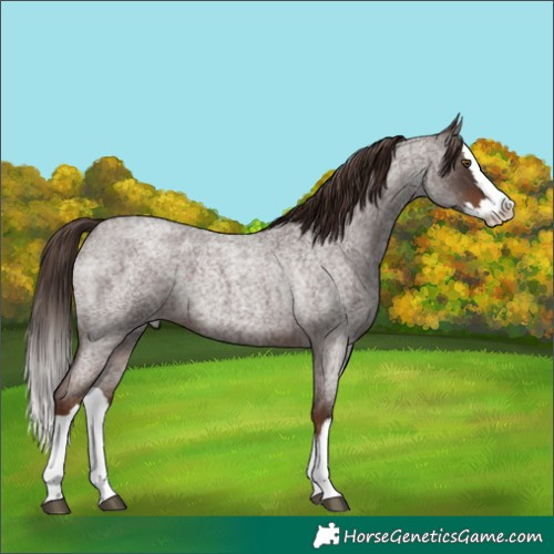 Horse Color:Liver Red Roan Splash 