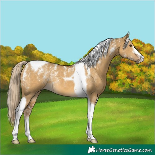 Horse Color:Powder White Chocolate Palomino Dun Tobiano 