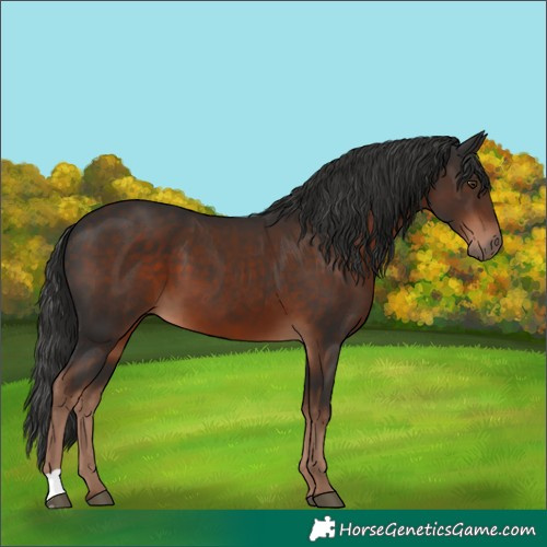 Horse Color:Liver Chestnut