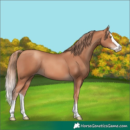 Horse Color:Gold Champagne Splash