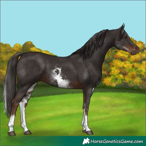 Horse Color:White Spotted Liver Chestnut 