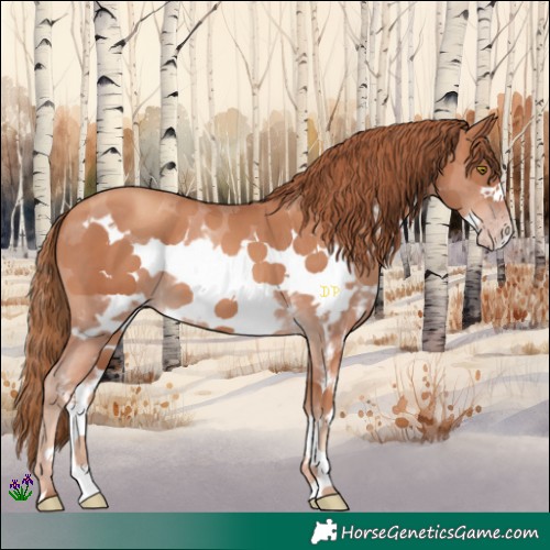 Horse Color:Gold Champagne Sabino Frame 