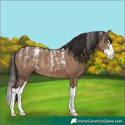 Horse Color:Powder White Liver Red Dun Splash 
