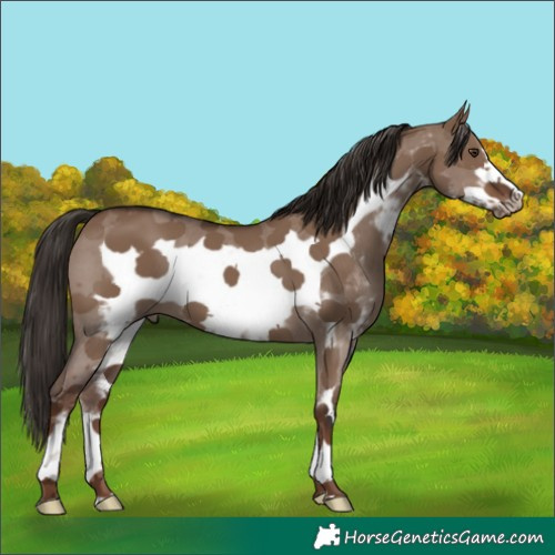 Horse Color:Liver Red Dun Sabino Frame 