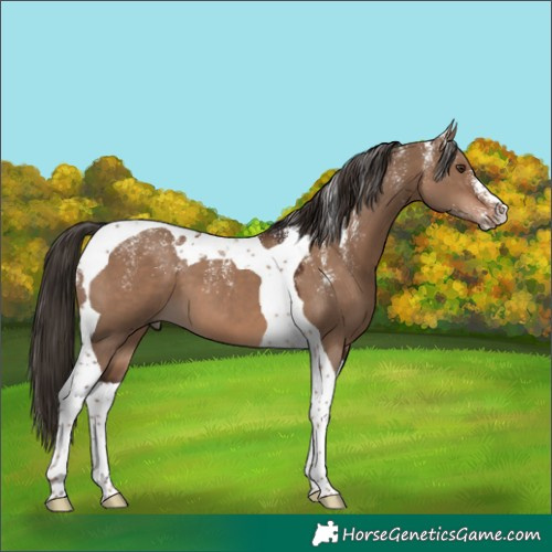 Horse Color:Powder White Liver Red Dun Tobiano 