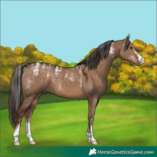 Horse Color:Powder White Liver Red Dun