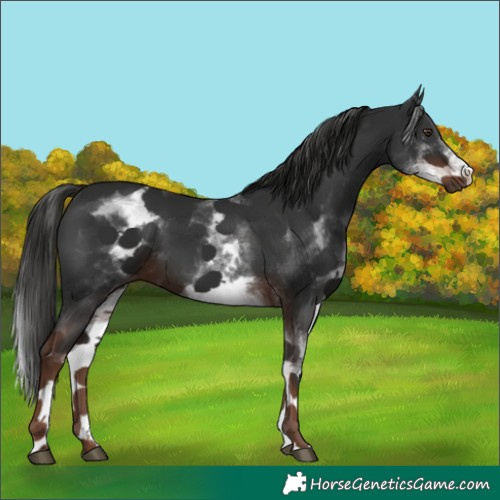 Horse Color:White Spotted Liver Chestnut