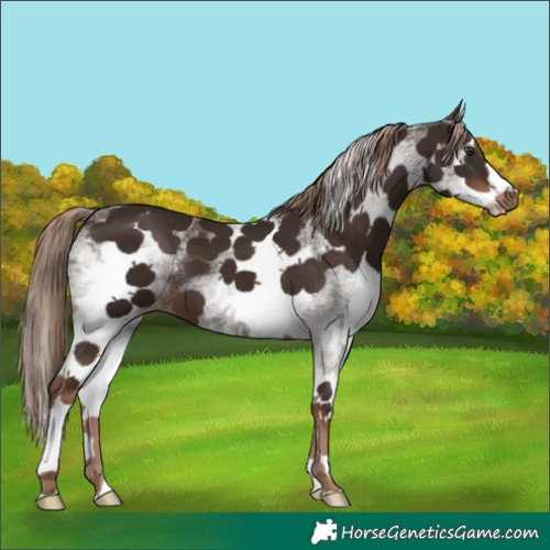 Horse Color:White Spotted Liver Chestnut 