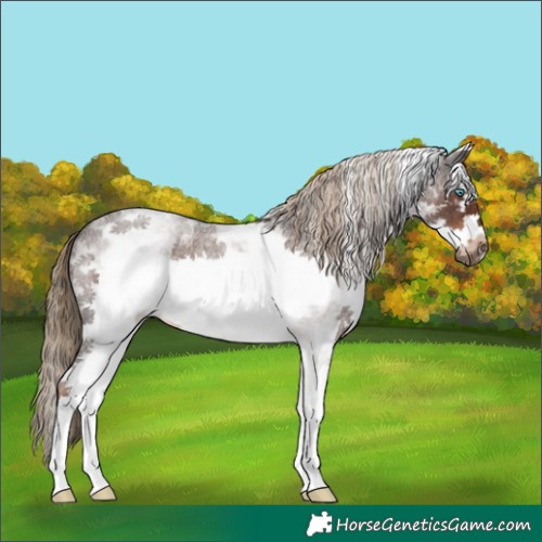 Horse Color:White Spotted Liver Red Roan Splash Frame 