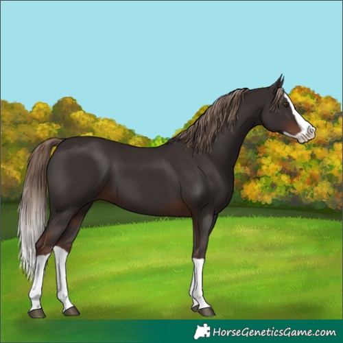 Horse Color:Liver Chestnut Splash