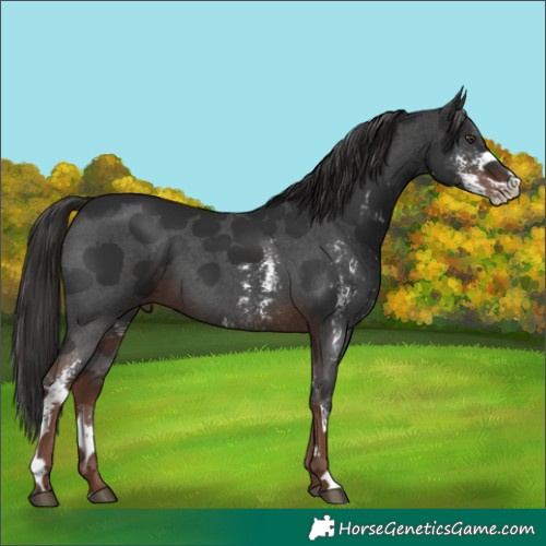 Horse Color:Liver Chestnut Sabino 